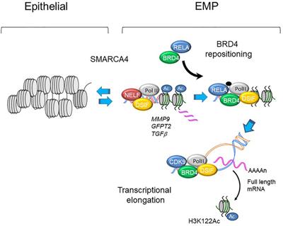 The Hexosamine Biosynthetic Pathway Links Innate Inflammation With Epithelial-Mesenchymal Plasticity in Airway Remodeling